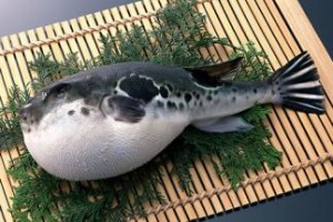 fish_108926391