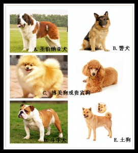 dogs
