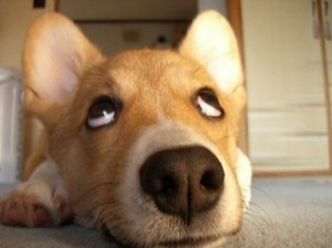 dog competition image