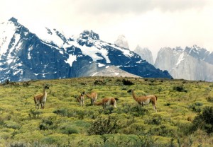 Guanacos,_Torres_del_Paine